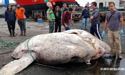 Важить майже 3 тонни: на португальському острові виявили найважчу рибу