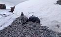 На станції «Академік Вернадський» зафільмували тюленів