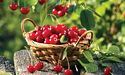 Вишня — ягода здоров‘я і краси