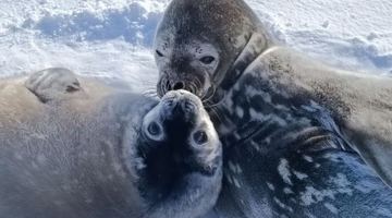 Фото тюленів із соцмереж Національного антарктичного наукового центру