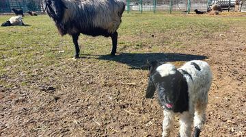 Незвичні козенята та овечки, які народилися у Подільському зоопарку. Фото із соцмереж
