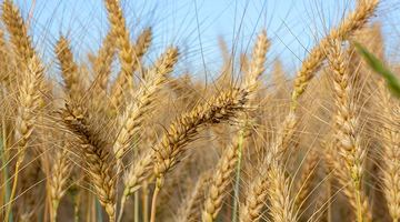 У світі зросла вартість пшениці. Фото із мережі