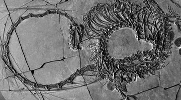 Науковці відразу назвали тварину «драконом», бо саме на цю казкову істоту був схожий диноцефалозавр. Фото National Museums Scotland