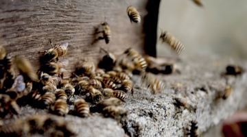 Не баріться, якщо ужалили бджола, оса, джміль або шершень