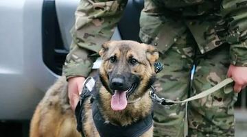 Цього та інших собак-саперів привезли із Західної Європи, щоб допомогти українцям знешкодити нерозірвані міни-снаряди.