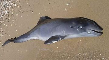 У Чорному морі впродовж війни загинули щонайменше три тисячі дельфінів