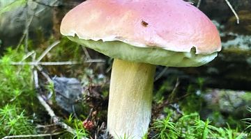 Білий гриб. Фото автора