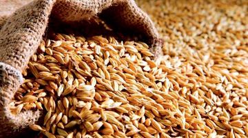 В Індії заборонили вивозити пшеницю