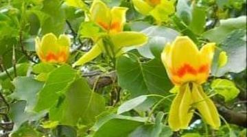Такий вигляд має цвіт тюльпанового дерева, яке походить із родини магнолієвих (наукова назва – ліріодендрон).