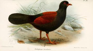 Чорношиїй (або чорноголовий) фазановий голуб