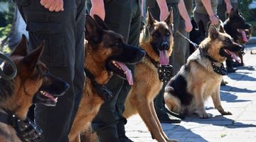 Режим і тренування: правила догляду службових собак Нацгвардії