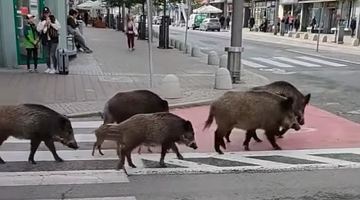 Дикі свині почувалися у великому місті, як у рідному лісі...