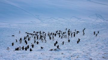 Пінгвіни. Фото: Національний антарктичний науковий центр