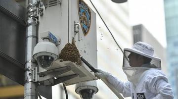 “Бджолиний поліцейський” знімає рій із відеокамери спостереження за дорожнім рухом.