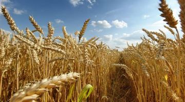 Окупанти продовжують красти українське зерно