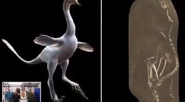 Вчені знайшли останки динозавра, який схожий на качку