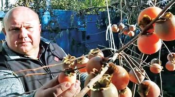 Олександр Луньов задоволений цьогорічним урожаєм екзотичних фруктів. Фото: Скріншот Суспільне.