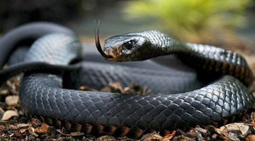 На Стрийщині змія вкусила 48-річного чоловіка у кисть