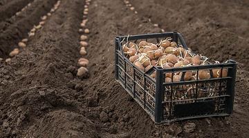 У "легких" ґрунтах Гірського картопля виростає завбільшки, як кулаки. Фото ілюстративне.