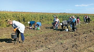 Члени громади активно взялися за збір картоплі. Фото Здовбицької ТГ.