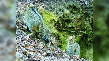 Лісові коти забираються у дупла й на горища