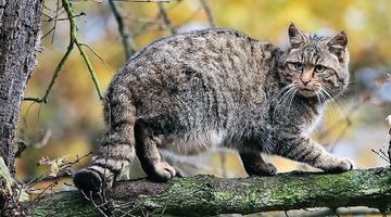 У «Сколівських Бескидах» привільно почуваються і лісові коти.