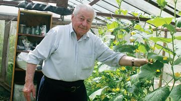 Уже останньої декади червня Михайло Бонцьо збирає у теплиці урожай огірків. Фото автора
