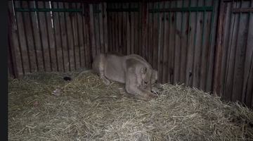 Фото: скрін-шот з відео Центру порятунку диких тварин