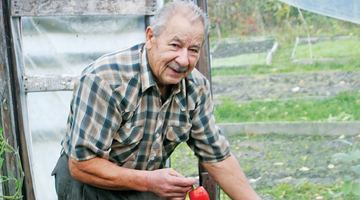Коли в інших господарів давно закінчився овочевий сезон, Степан Сподарик зриває у тепличці стиглі плоди. Фото автора