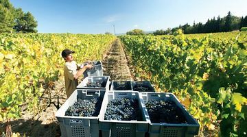 Найбільший у Франції виноробний регіон Ланґедок, відомий «повнотілими» червоними винами, потерпає через падіння попиту. Фото yourpersonalfrance.com