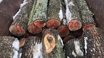 "Незаконна" деревина. Фото поліції