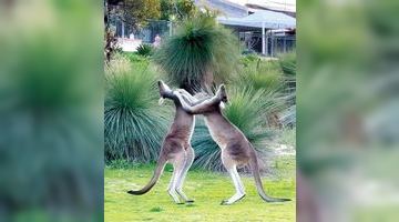 Боксерський поєдинок між кенгуру, за яким спостерігали футболісти.