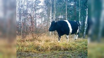 Чорнобильські корови люблять пастися без чужих очей.