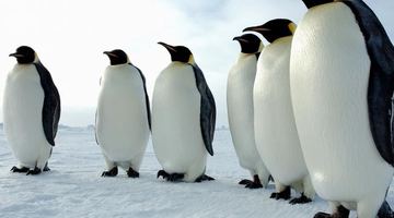 Чому пінгвіни ходять групами?