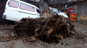 В Одесі дерево розчавило мікроавтобус