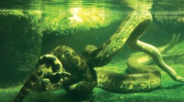 Найбільша змія планети – зелена анаконда.