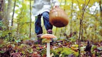 Отруйний гриб