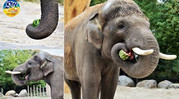 Щоб почуватися у доброму настрої, слону Хорасу потрібен не один десяток кавунів.