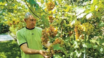 Завдяки правильному догляду в автора статті добре вродив виноград сорту Віктор.