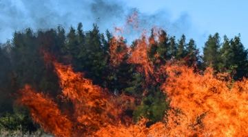 У Сибіру не можуть погасити лісові пожежі, бо всі літаки на війні в Україні
