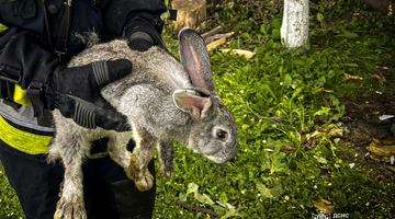 Фото: Головне управління ДСНС України у Львівській області