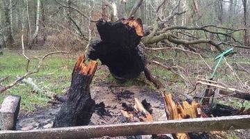 росіяни знищили стародавній дуб (ФОТО)
