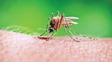 Маленький комар здатен завдати нам великих неприємностей.