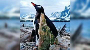 Свою оселю цей пінгвін збудував з кольорових камінців і уламків старої бази аргентинських полярників.