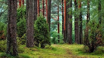 Ліси Львівщини можна відвідувати, однак є обмеження: деталі