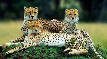 Гепарди на межі вимирання: у світі залишилось близько 7,1 тис. тварин