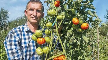 Олексій Сидорук надає перевагу високорослим сортам томатів. Фото з архіву Олексія Сидорука