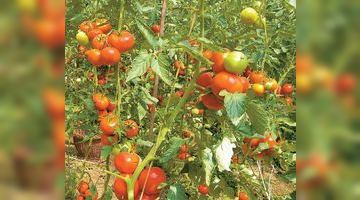 Високорослим помідорам вкорочують верхівки