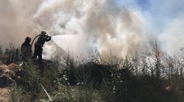 За добу на Закарпатті зафіксували 36 пожеж в екосистемах