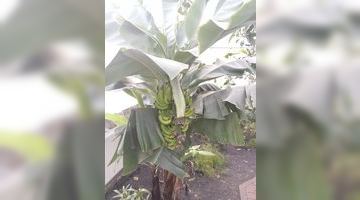 Такі велетенські грона бананів прикрашають оранжерею Стрийського парку. Фото Василя ТЕРЕЩУКА